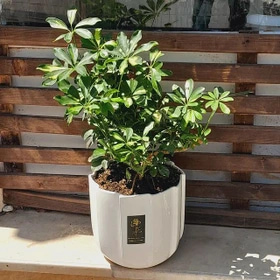 شفلرا مناسب محیط‌ های کم نور و سایه